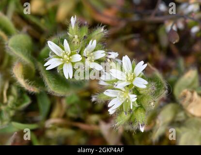 Common Mouse-ear - Cerastium fontanum Stock Photo