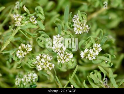 Strapwort - Corrigiola litoralis Stock Photo