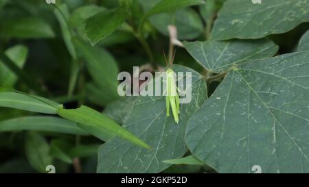 Overhead view of a young green grasshopper resting top of a wild leafy on a grassland Stock Photo