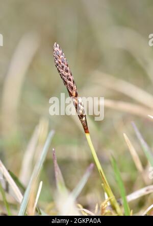 Rare Spring Sedge - Carex ericetorum Stock Photo