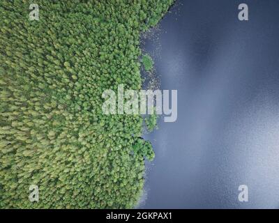 Aerial view of a forest lake surrounded by green and decideous trees ...