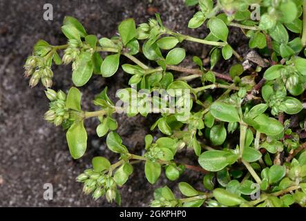 Four-leaved Allseed - Polycarpon tetraphyllum Stock Photo