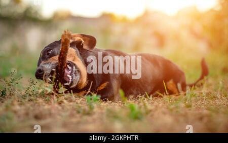 Playful dachshund nibbling a stick Stock Photo