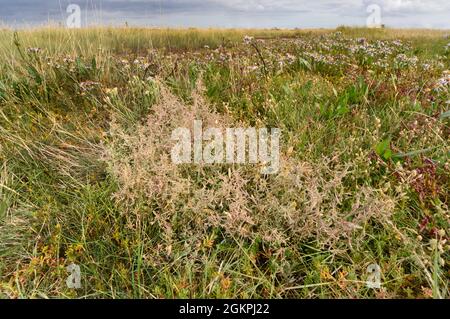 Pedunculate Sea-purslane - Atriplex pedunculata Stock Photo