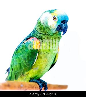 Bright green parrots sitting on the wooden stick isolated Stock Photo