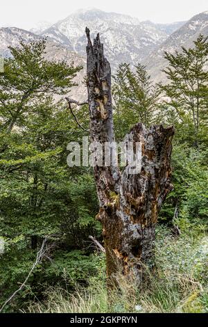 On the way with the hiking guide Luca Goldhorn in the UNESCO World Heritage Site of the Maggia Valley. A dead tree is habitat for many other species, Circolo della Maggia, Switzerland Stock Photo