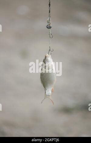 A fish on a hook, close-up. Stock Photo