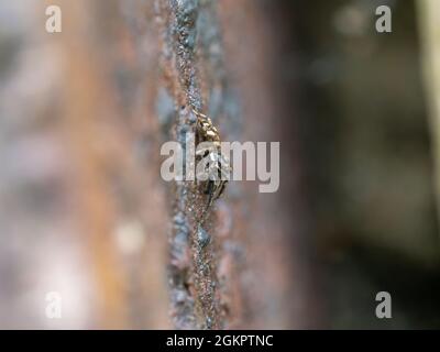 Zebra Jumping Spider on a Brick Wall Stock Photo