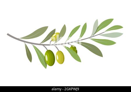 Olive branch tree isolated leaf. Olive food green branch plant illustration Stock Vector
