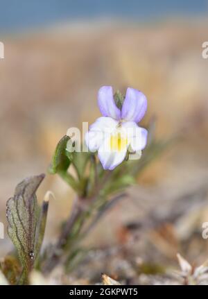 Dwarf Pansy - Viola kitaibeliana Stock Photo