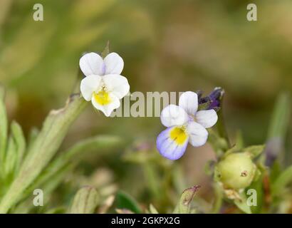 Dwarf Pansy - Viola kitaibeliana Stock Photo