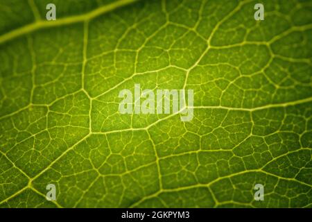 Detail of a leaf of a plant Stock Photo