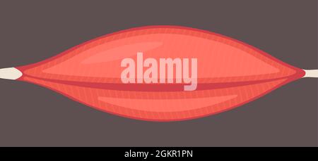 Human muscle tissue flat icon. Vector muscle anatomy isolated icon ...