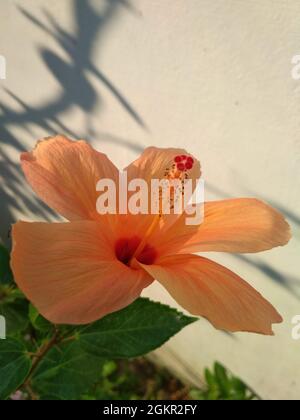 Closeup shot of a light orange hibiscus flower Stock Photo