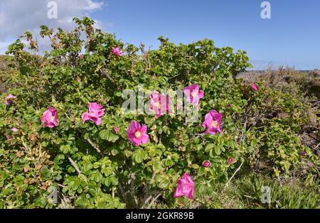 Japanese Rose - Rosa rugosa Stock Photo