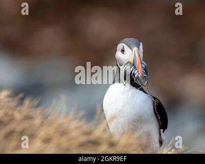 Adult Atlantic puffin (Fratercula arctica, returning to the nest site with fish (sand eels) for its chick on Grimsey Island, Iceland, Polar Regions Stock Photo