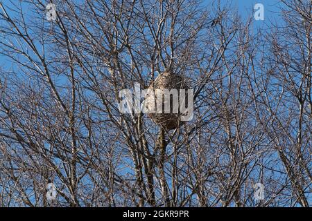 Asian wasp nest on a tree in winter Stock Photo