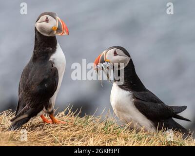 Adult Atlantic puffins (Fratercula arctica, returning to the nest site with fish (sand eels) for its chick on Grimsey Island, Iceland, Polar Regions Stock Photo