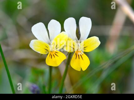 Dune Pansy - Viola tricolor ssp. curtisii Stock Photo