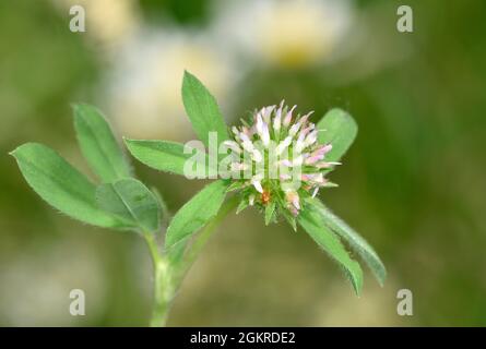 Sea Clover - Trifolium squamosum Stock Photo