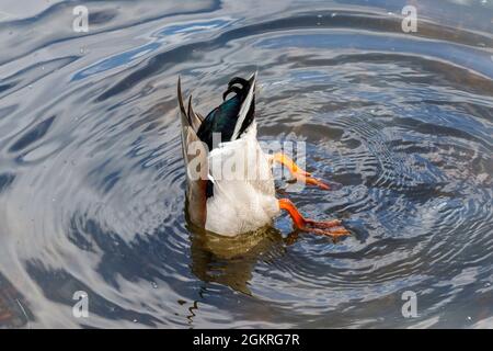 A mallard duck diving for food on the bottom of a pond, London, UK Stock Photo