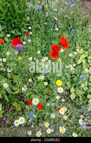 Wild flowers growing in a London park, UK Stock Photo
