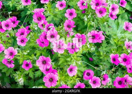 Wild Geraniums growing in a London park, UK Stock Photo