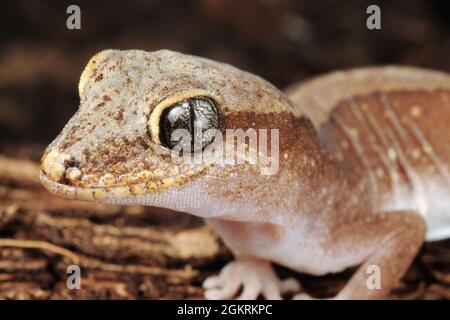 (210915) -- CANBERRA, Sept. 15, 2021 (Xinhua) -- Photo provided by the Commonwealth Scientific and Industrial Research Organization (CSIRO) on Sept. 15, 2021 shows a lizard. Australia's national science agency revealed that it has named 150 new species in the last 12 months. The CSIRO on Wednesday released a list of the species it has named, including 13 new types of soldier fly.TO GO WITH 'More than 100 new species named by Australian researchers' (CSIRO/Handout via Xinhua) Stock Photo