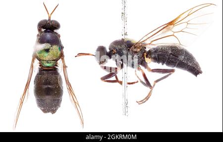 (210915) -- CANBERRA, Sept. 15, 2021 (Xinhua) -- Photo provided by the Commonwealth Scientific and Industrial Research Organization (CSIRO) on Sept. 15, 2021 shows a newly named soldier fly. Australia's national science agency revealed that it has named 150 new species in the last 12 months. The CSIRO on Wednesday released a list of the species it has named, including 13 new types of soldier fly.TO GO WITH 'More than 100 new species named by Australian researchers' (CSIRO/Handout via Xinhua) Stock Photo