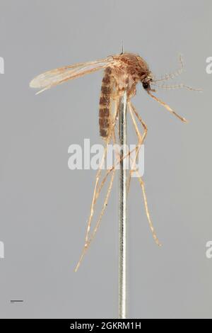 (210915) -- CANBERRA, Sept. 15, 2021 (Xinhua) -- Photo provided by the Commonwealth Scientific and Industrial Research Organization (CSIRO) on Sept. 15, 2021 shows an exotic species of mosquito. Australia's national science agency revealed that it has named 150 new species in the last 12 months. The CSIRO on Wednesday released a list of the species it has named, including 13 new types of soldier fly.TO GO WITH 'More than 100 new species named by Australian researchers' (CSIRO/Handout via Xinhua) Stock Photo