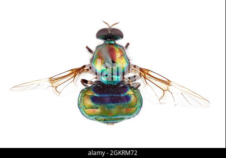 (210915) -- CANBERRA, Sept. 15, 2021 (Xinhua) -- Photo provided by the Commonwealth Scientific and Industrial Research Organization (CSIRO) on Sept. 15, 2021 shows the view from above of the new opal thorn soldier fly. Australia's national science agency revealed that it has named 150 new species in the last 12 months. The CSIRO on Wednesday released a list of the species it has named, including 13 new types of soldier fly.TO GO WITH 'More than 100 new species named by Australian researchers' (CSIRO/Handout via Xinhua) Stock Photo