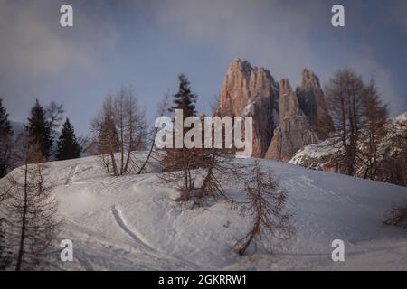 Tilt shift effect of snow-covered hill with larch and pine trees Stock Photo