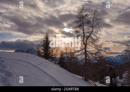 Larches on a snow-covered slope at sunset, with dolomite mountains background Stock Photo