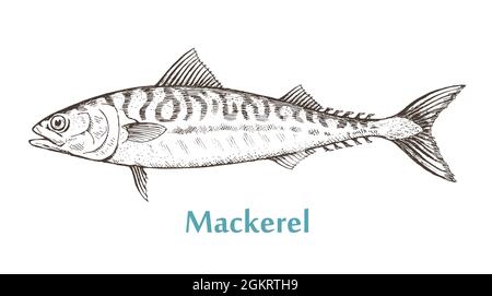Sea fish mackerel on a white background. Cooking delicious food. Vector isolated illustration hand drawn Stock Vector