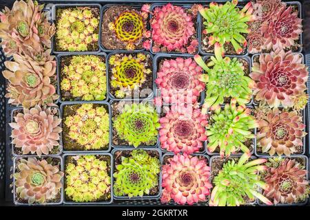 Assortment of tiny rock plants in a plant nursery Stock Photo