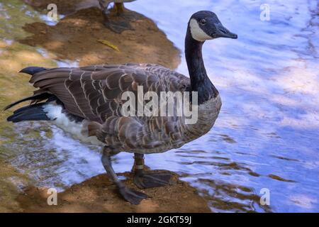 Close up of a goose standing in the shallow waters of a creek in a park. Stock Photo