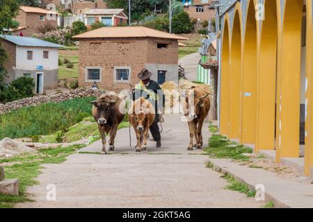 AMANTANI, PERU - MAY 15, 2015: Native peasant with his cattle in a village on Amantani island in Titicaca lake, Peru Stock Photo