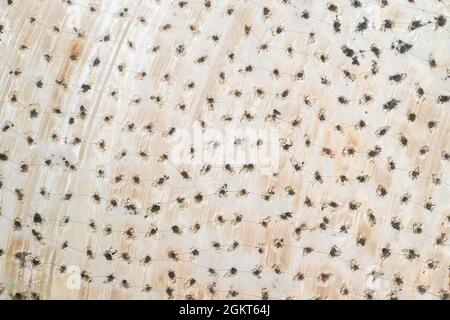 Rows of trees and shrubs planted in abandoned limestone quarry, aerial view from directly above Stock Photo