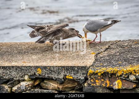 Adult herring gull, Larus argentatus, regurgitating food for juvenile. Stock Photo