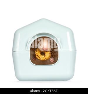 Adult golden hamster hiding in light blue plastic home shaped box, holding a donut treat in mouth. Isolated on a white background. Stock Photo