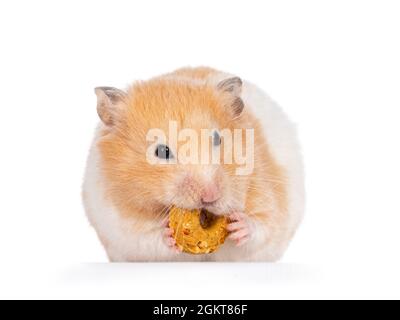 Adult golden hamster sitting facing front, holding a donut treat in mouth and paws. Isolated on a white background. Stock Photo