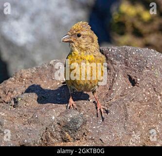 Portrait of a red crossbill, female, also called a crossbeak, Loxia curvirostra, in the Cascade Mountains of central Oregon. A crossbill's oddly shaped beak helps it get into tightly closed pine cones for the seeds, their main food supply. Stock Photo