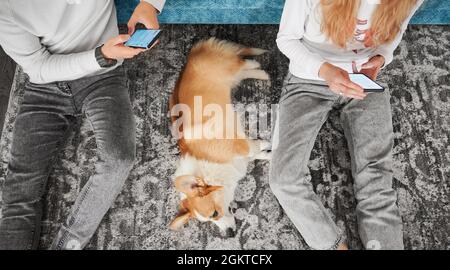 Top view of married couple sitting on the floor with adorable Corgi and using mobile phones. Young man and woman surfing the internet on smartphones while spending time with cute dog at home. Stock Photo