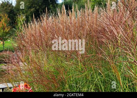 Stunning Karl Foerster Grasses Photos