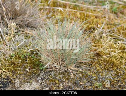 Grey Hair-grass - Corynephorus canescens Stock Photo