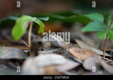 An invasive Cuban brown anole female sits among fallen leaves under a bush in Orlando, Florida. Stock Photo
