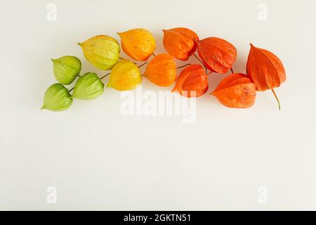 Rainbow colors chinese lantern plant on pastel background Stock Photo