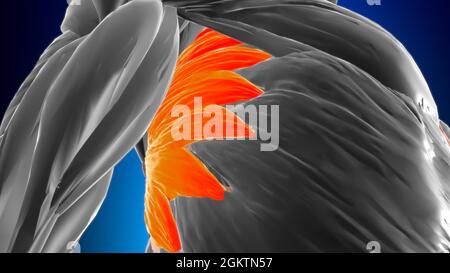 Serratus anterior Muscle Anatomy For Medical Concept 3D Illustration Stock Photo