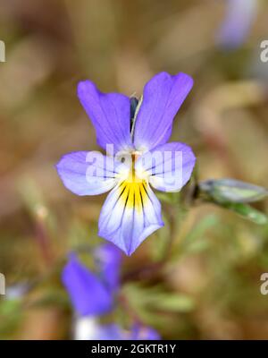 Dune Pansy - Viola tricolor ssp. curtisii Stock Photo