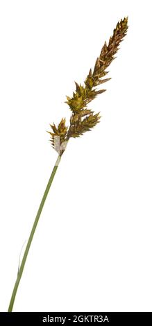 Brown Sedge - Carex disticha Stock Photo